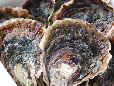 残りわずか！希少なLL～特大8個！ずっしり濃厚！「五島列島」岩牡蠣　(生食用)