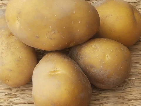 インカのめざめ 500g(3-7個程度)【新じゃが】