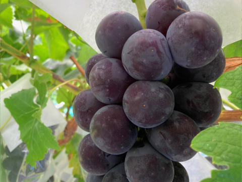 【家庭用】即発送！７月末発送 果汁たっぷり！あづましずく1kg2~3房