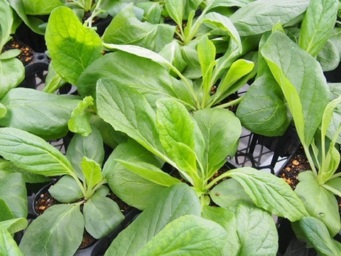 2個セット バーバスカム サザンチャーム イングリッシュガーデン 花苗 多年草 宿根草