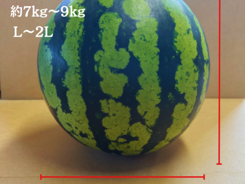 夏丸スイカ 大玉【 1玉入り 】6kg以上 家庭用から贈答可能 秋田県産 スイカ お盆 フレッシュスイカ 夏の風物詩 ギフト お中元 夏丸 暑中見舞い 美味しい 甘い スイカ  糖度14