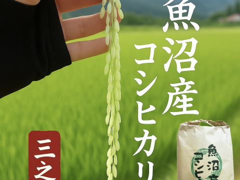 魚沼市で作った美味しいお米 精米 魚沼産コシヒカリ 5kg  魚沼市 令和7年産