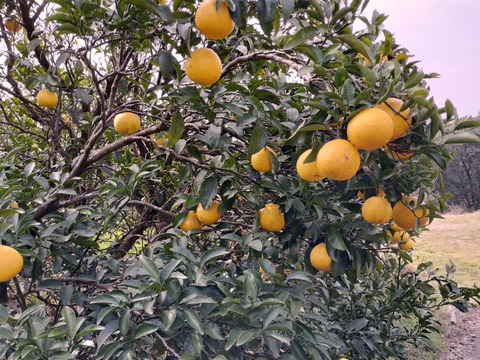 日向夏みかん、母から受け継いだ畑から、今年はじめてのお届けです