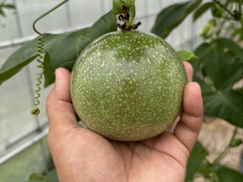 贈答用でもいける‼︎南国のパッションフルーツ（3個）