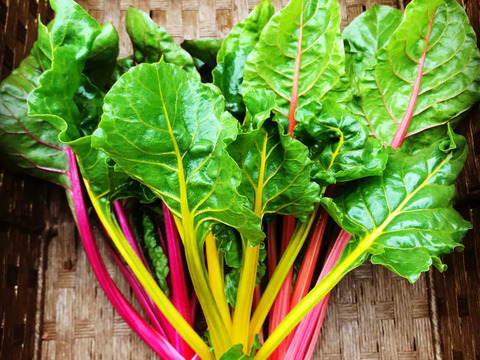 【夏ギフト】お中元・お歳暮・ご贈答対応☆畑直送☆こだわり有機栽培野菜10品前後プレミアムセット