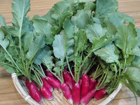 【数量限定】IdeaFarmのラディッシュ 1kg（紅白セミロングタイプ）