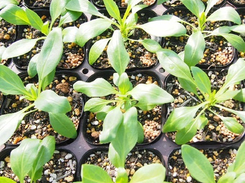 2個セット セントランサス （ベニカノコソウ） コッキネウス イングリッシュガーデン  花苗 多年草 宿根草