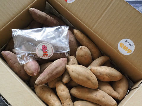 欲しかった❣️チビッコさつまいも🍠(安納芋紅はるか3kg) 食べ比べ