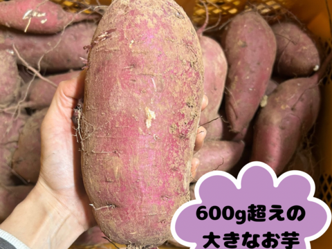 【訳あり】紅はるか3Lサイズ／15kg