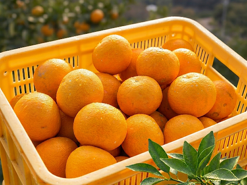 香り華やか　はっさく　箱込み５kg 2級品　家庭用　無選別　和歌山県産