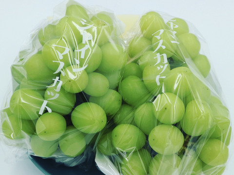 【濃厚芳醇】朝採シャインマスカット 1kg 2房 佐賀県唐津産