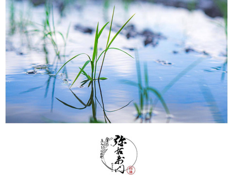 【食べ比べ】コシヒカリ(特別栽培米)1㎏×ミルキークイーン1㎏×ひとめぼれ1㎏×コシヒカリ(有機栽培米)1㎏