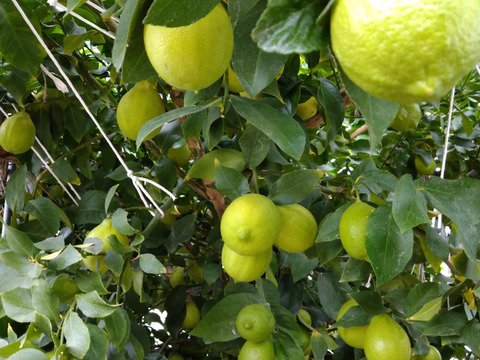 【冬ギフト】農薬不使用レモンの食べ比べ福箱！
希少ライムのおまけ付き♪