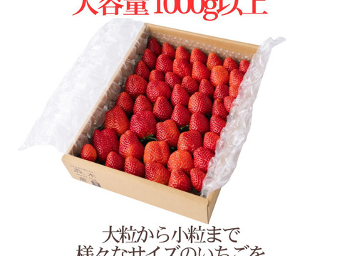 【食べ比べ】大満足の2000g食べ比べセット！人気品種「紅ほっぺ」1000g+静岡限定品種「きらぴ香」1000g or 希少品種「おいCベリー」1000gのどちらかのランダムパック!