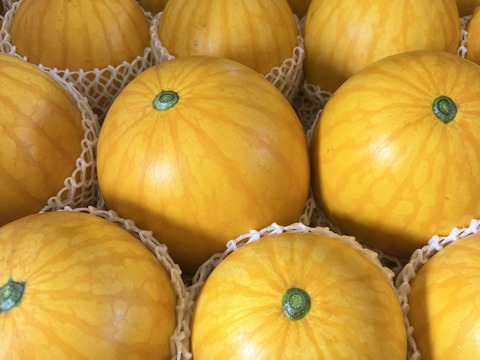 金メダルスイカ【1玉入り】ゴールド 家庭用から贈答可能 秋田県産 すいか フレッシュスイカ 夏の風物詩 ギフト お中元 夏丸 暑中見舞い 美味しい 甘い スイカ 糖度14 ゴールド