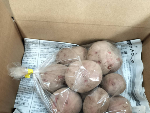 じゃがいも　アンデスレッド（1kg）【栽培期間中農薬・化学肥料不使用】