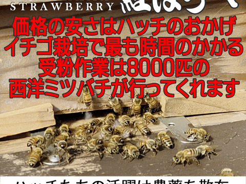 【2026キックオフセール】べにほっぺ30ｇ以上の大粒をたっぷり500g【通常便】