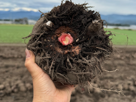 【リクエスト】皮ごと生芋こんにゃく　200g×12個