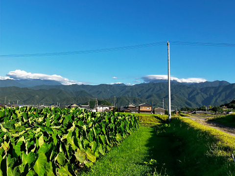 農家直送！セレベス(赤目芋)の里芋：2kg M~LLサイズ※参考写真は1kgです
