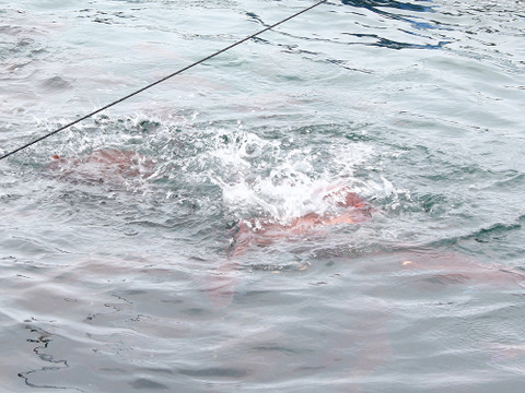 【夏ギフト】真鯛食べ尽くしセット【Firesh®︎】