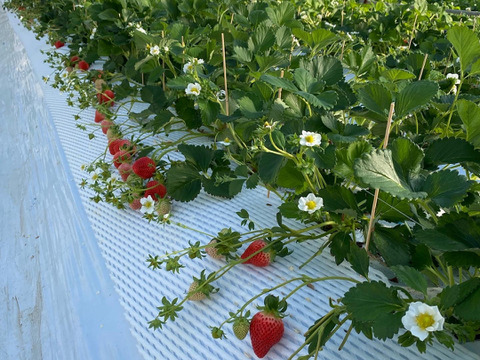 お買い得♪ジャム用いちご（ゆうべに）2kg