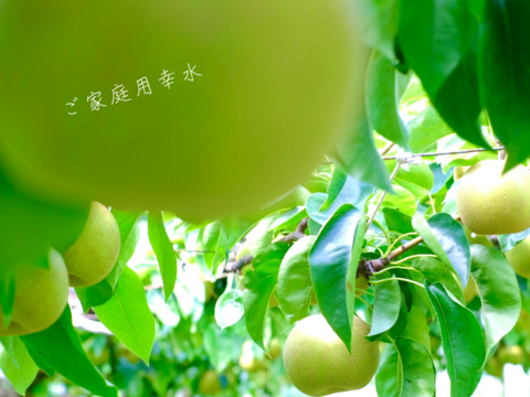 【幸水3kg箱いっぱい】【家づかい用】甘さダントツ一番！太陽の恵みいっぱい！庄内甘熟梨