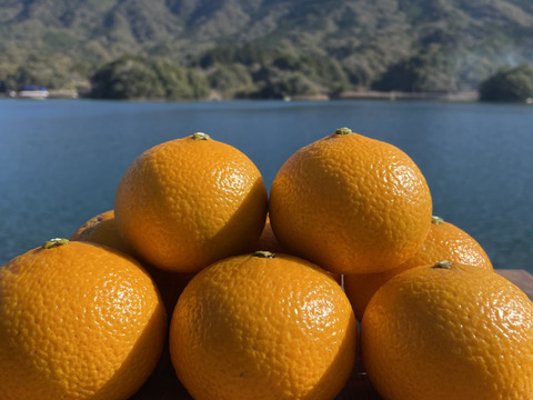 【柑橘食べ比べ】ポンカンとスイートスプリング　箱込み4kg 栽培期間中に農薬・化学肥料不使用