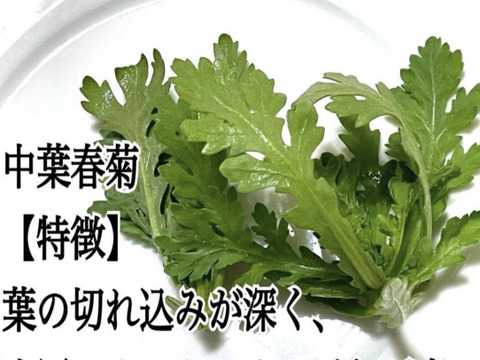 採れたて春菊を100gお届けします