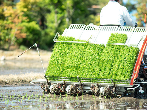 【定期便】2024年 新潟県保内産コシヒカリ1等 （4.8kg×3ヶ月）