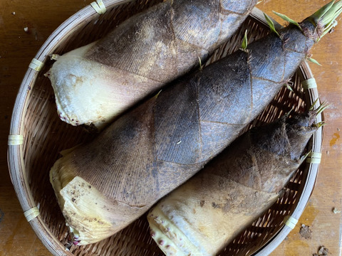 [送料500円引]筍 たけのこ3kg 糠と唐辛子・木の芽付