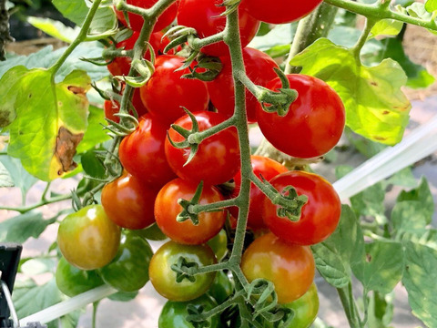 贈答用に！口の中で広がる幸せ感の後味＾＾　【糖度８超え】有機栽培トマト・ミニトマトで作ったトマトジュース(180ml瓶×5本)