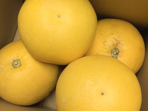 訳あり１Ｋ＊皮まで安心グレープフルーツ・さがんルビー