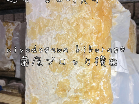 【大人の自由研究】【6月5日までの限定販売】『高知県産きくらげ栽培用の菌床ブロック×2個』簡単な育て方リーフレット付 ※商品到着後1週間以内に切込みを入れ栽培できる方