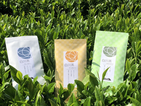 白川茶 品種茶 飲み比べ3点