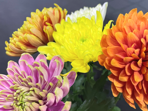 【年末年始限定】届いてそのまま飾れます！仏様用菊＋特殊マム3本お得セット！