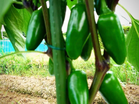 【なくなり次第終了！】ピクルスやサルサソースで大人気！ピリ辛青唐辛子ハラペーニョ1kg