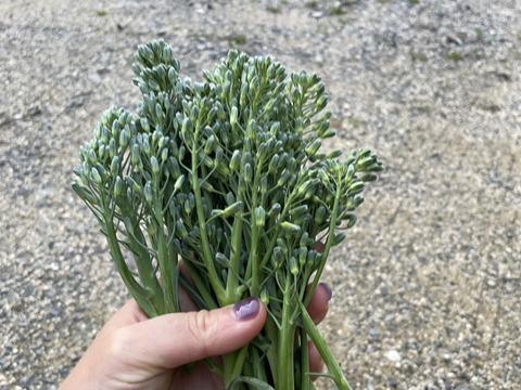 岡山県産の野菜の詰め合わせ80