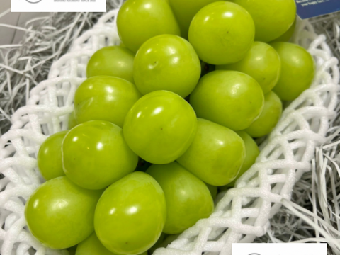 【お得】家庭用シャインマスカット！
約1〜3房　約８５０g前後！