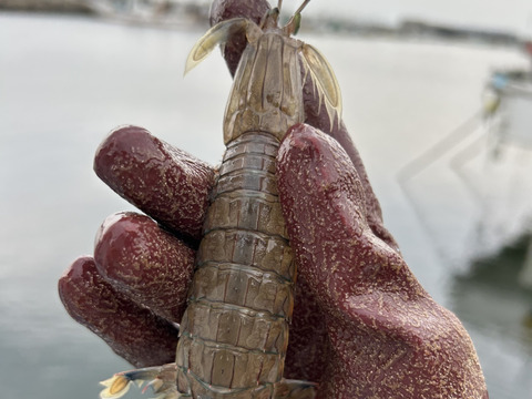 愛知，日間賀島産，島漁師リント直送，　　朝採れボイルシャコ　中サイズ12㎝±，1kg