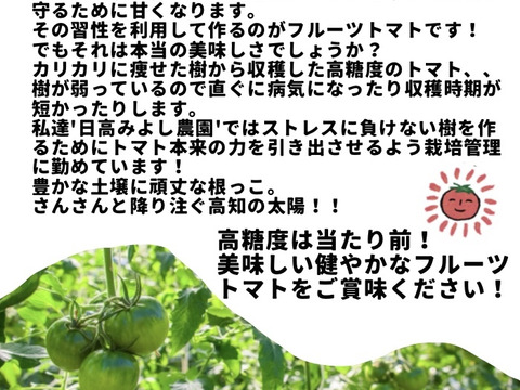 ［予約販売］むぎゅっとがっしり！！べっぴん！濃旨フルーツトマト（箱入り・約1kg)