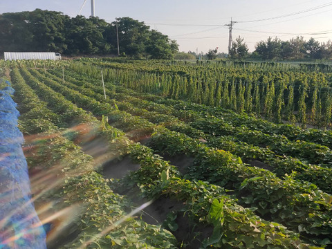 鳥取砂丘“ねっとり甘い”紅はるか 1.5kg