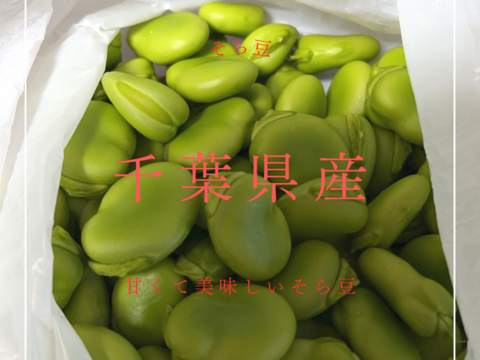 【早期予約】５月発送　千葉県房州産　新鮮なそら豆：１０㎏