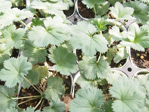 2個セット アルケミラ エリスロポーダ 宿根草 多年草 カラーリーフ