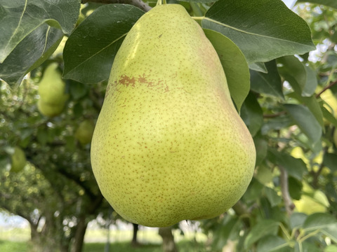 【西洋なし】マルゲリット・マリーラ 3キロ 【さわやかな美味しさ】【西洋梨】【西洋ナシ】【🍐】