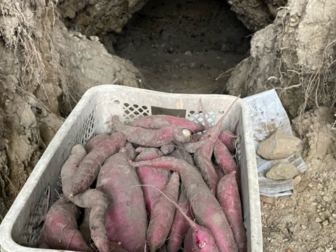 洞窟さつまいも　べにはるか　10kg  　熟成1ヶ月