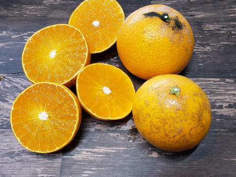 箱込約2㌔　愛媛県人黙って食べる美味しさ　まるでゼリーマドンナ　家庭用