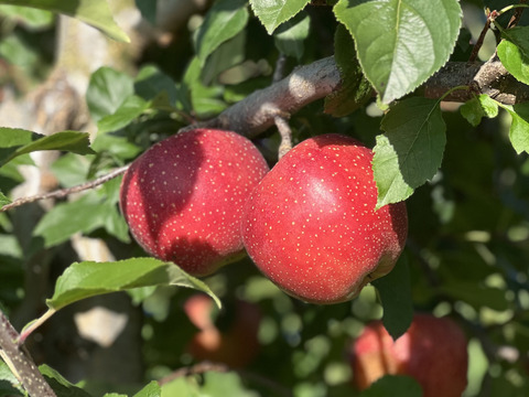 ⛄️雪をまとったりんご『千雪』🍎
一度食べたらクセになる⁉️しっかりした甘味と豊かな香り🌟

A品、B品ミックス(贈答用、家庭用混ざります)
