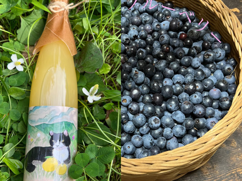 【とってもお得な】ニューサマーオレンジストレートジュース500ml1本＆生ブルーベリー200g【農薬不使用】