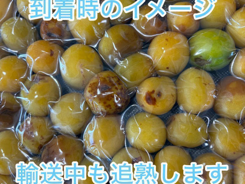 自然栽培 完熟ありが梅 850g 完熟ありがと梅 850g 早っ！梅干が最短1日