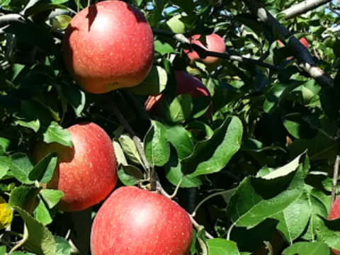 ジョナゴールド　5㎏13～20玉【ASIAGAP認証農場：津軽農園】10月上旬頃収穫　青森りんご　農家直送